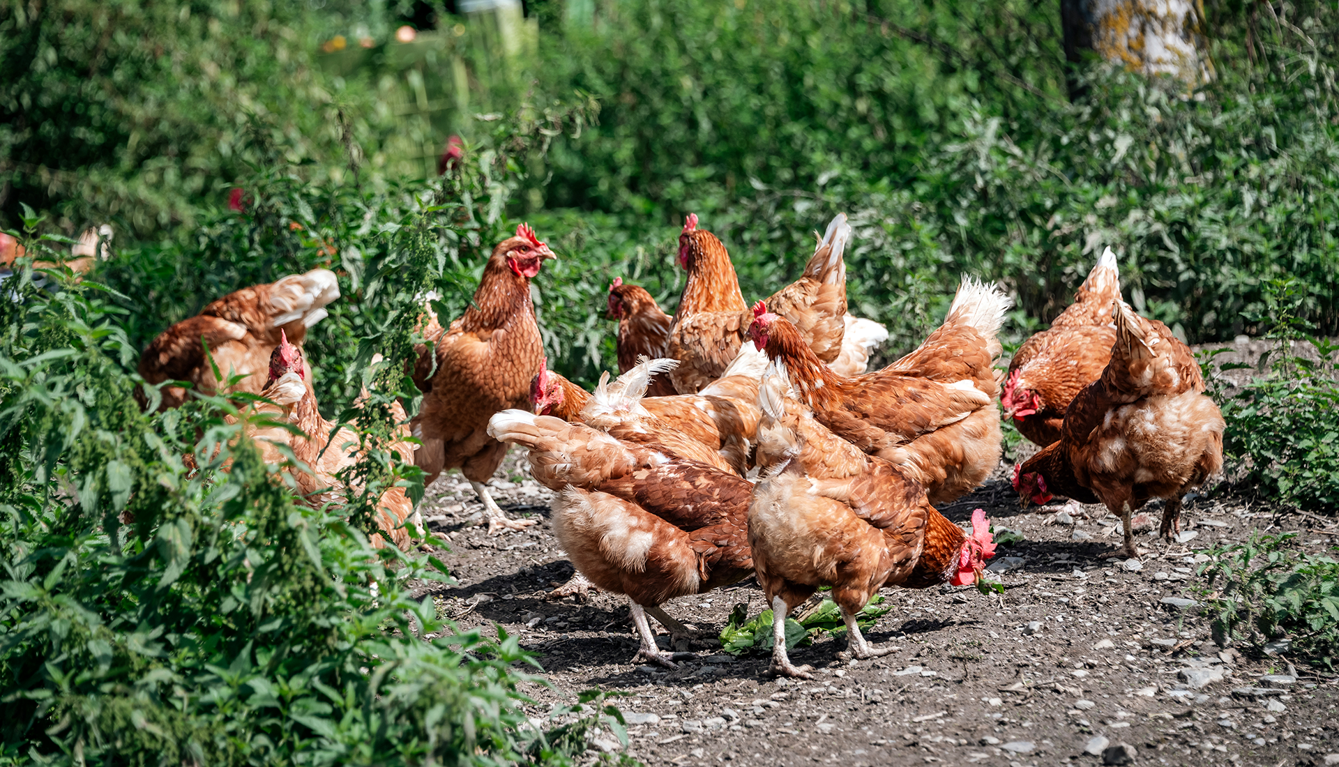 Biobauernhof Brixen Suedtirol 05