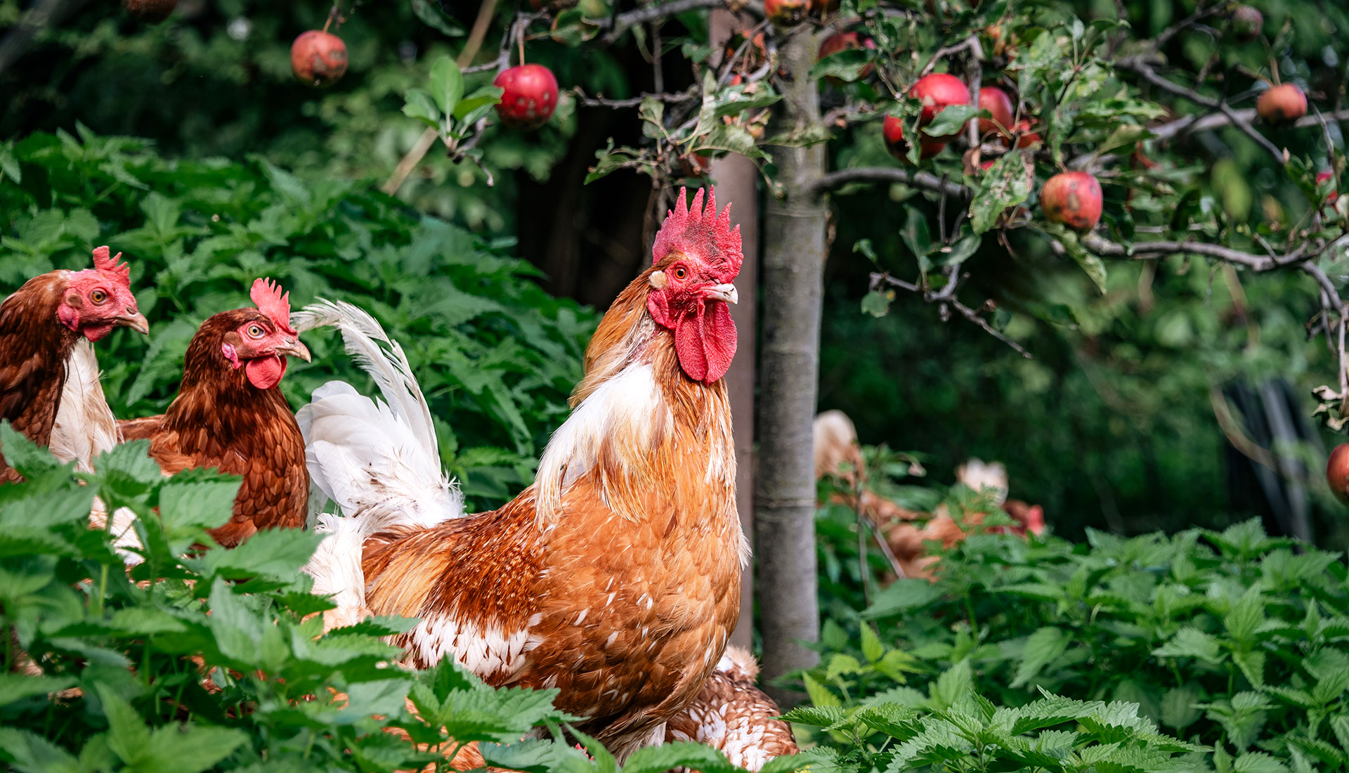 Hofabenteuer Suedtirol 01