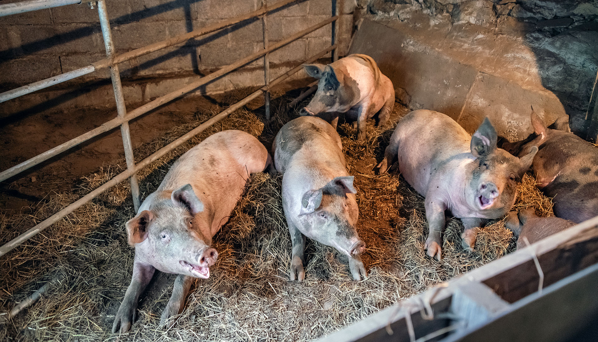 Hofabenteuer Suedtirol 03