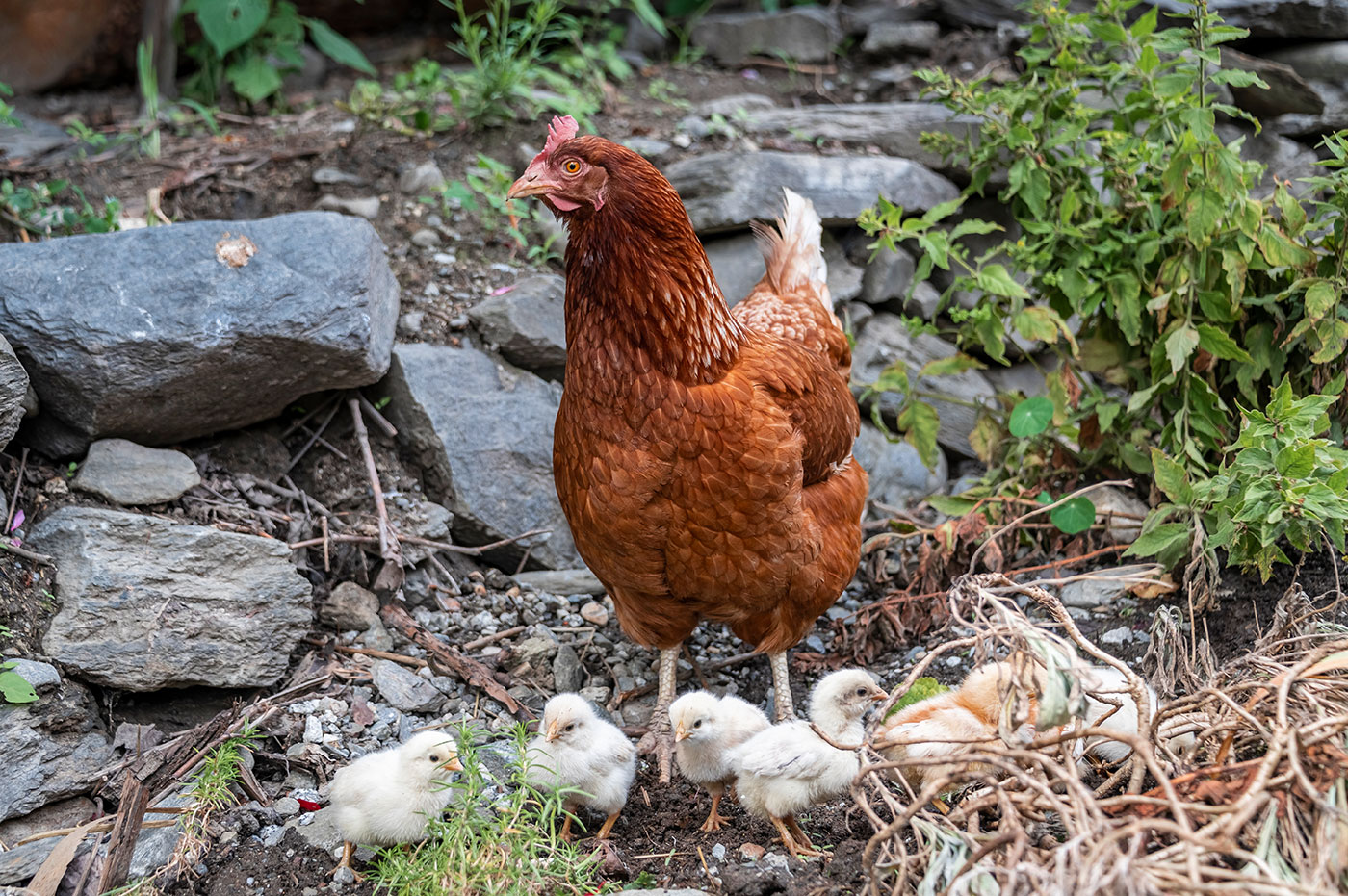 Hofabenteuer Tiere Spielplatz 01