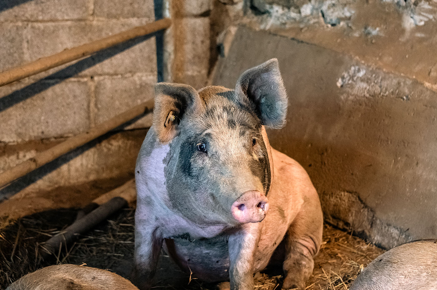 Hofabenteuer Tiere Spielplatz 04