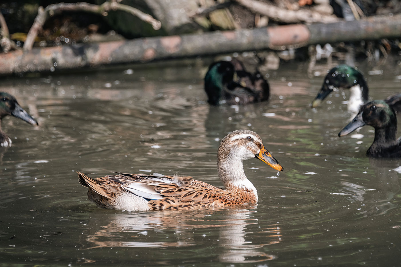 Hofabenteuer Tiere Spielplatz 06