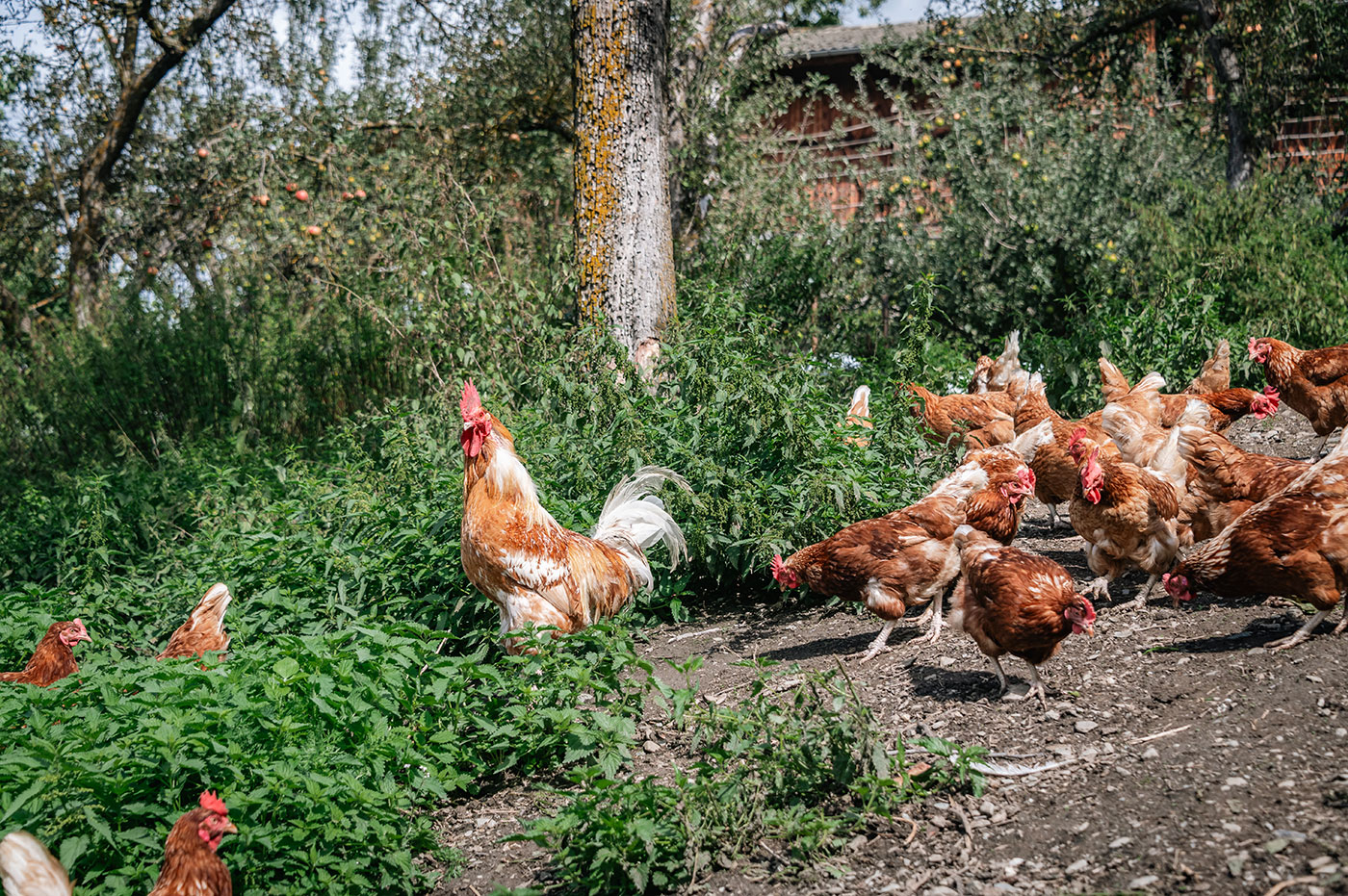 Hofabenteuer Tiere Spielplatz 09
