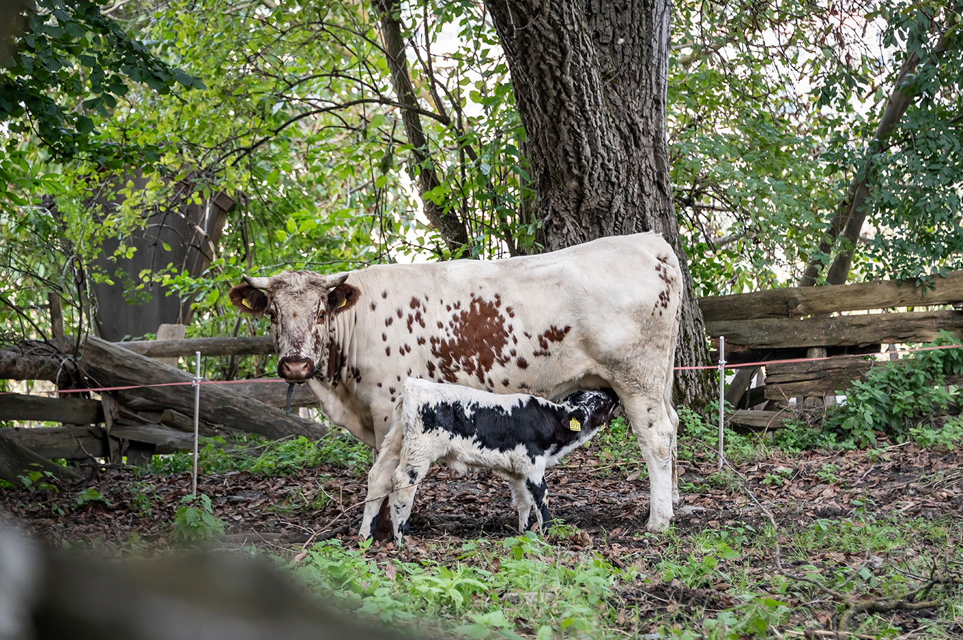 Kuh Kalb Bauernhof